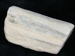 Polished Petrified Wood Limb - Madagascar #27176-1